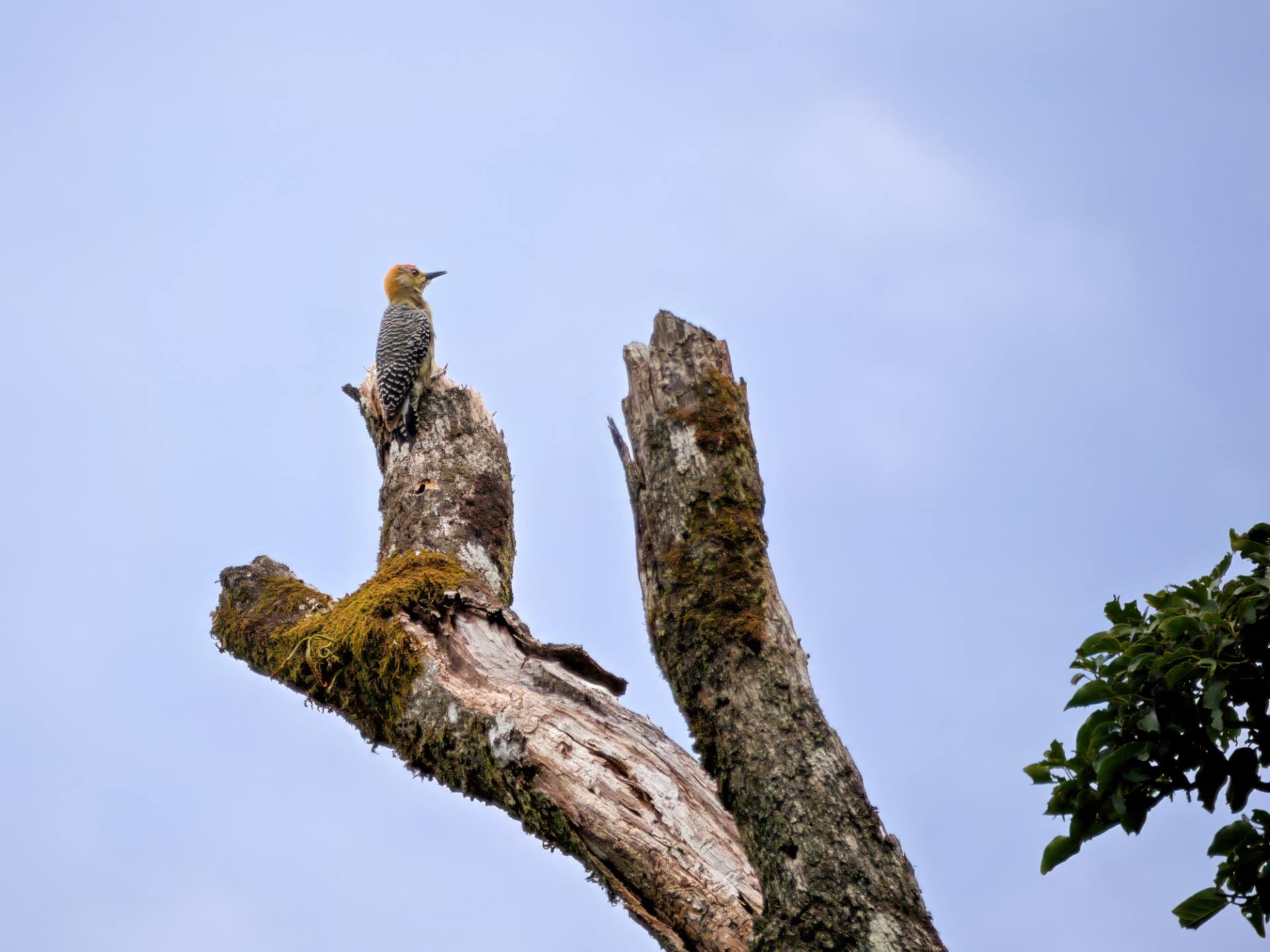 Buntkopfspecht (Melanerpes chrysauchen)
